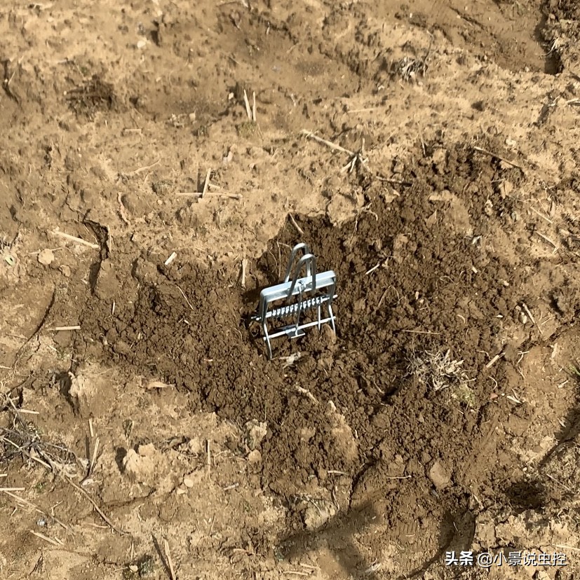 对付鼹鼠最有效的办法,对付鼹鼠的最好方法