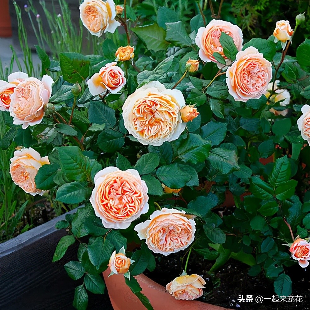 月季花质量排行榜,十大高颜值月季