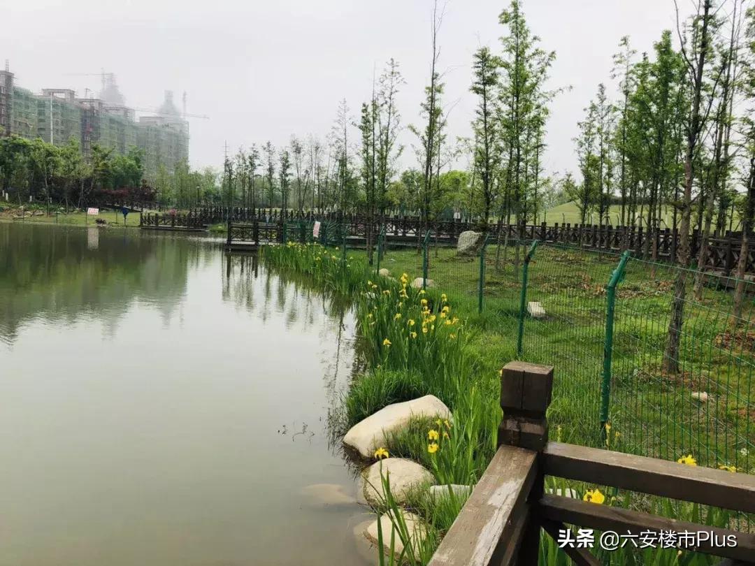 1个多小时劲销九成！六安一纯洋房楼盘首次开盘就火了