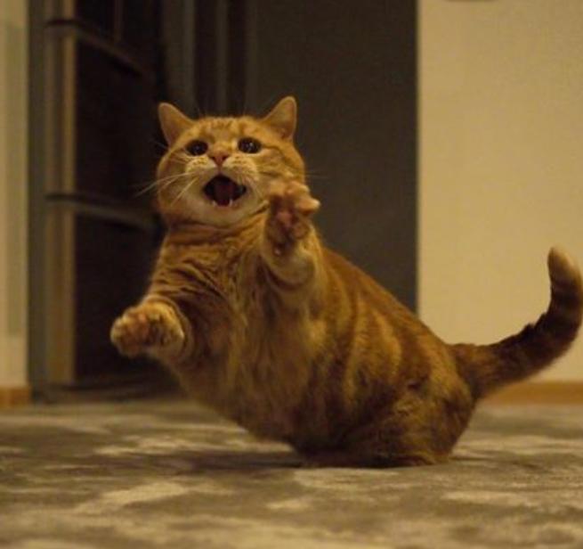 短腿兄妹,全网最火短腿猫