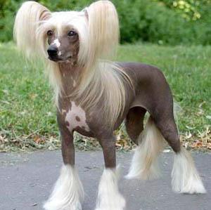 狗狗在寒冷的冬天能冻死吗,6种最怕冷的狗狗你家狗上榜了吗