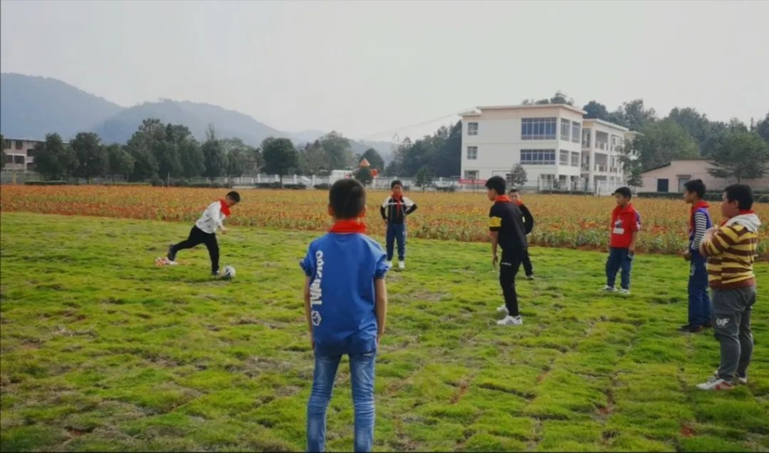 美哭了！小学校长为学生种了一片花海