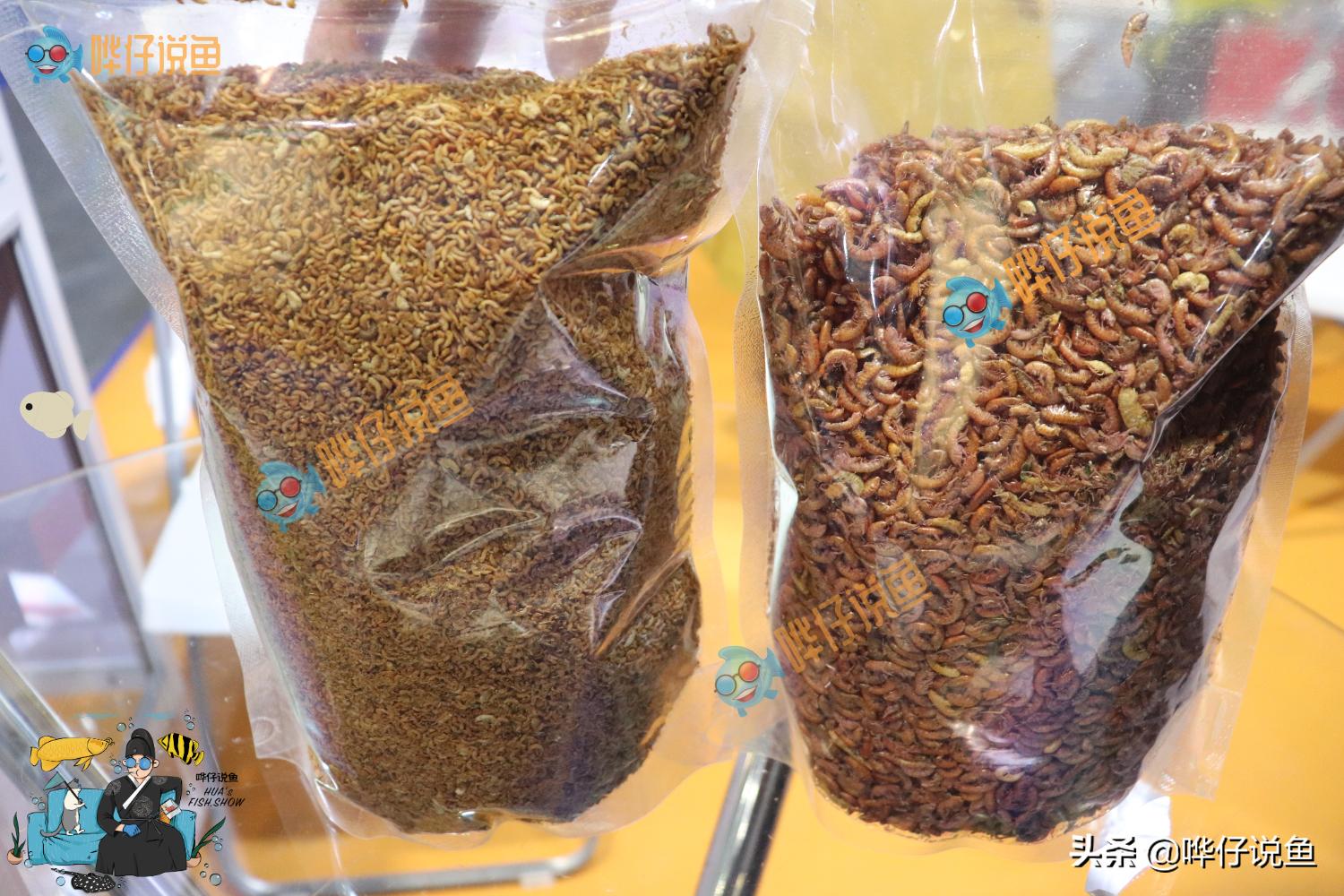 喂观赏鱼红虫和虾肉哪个好,观赏鱼喂丰年虾还是饲料长得快