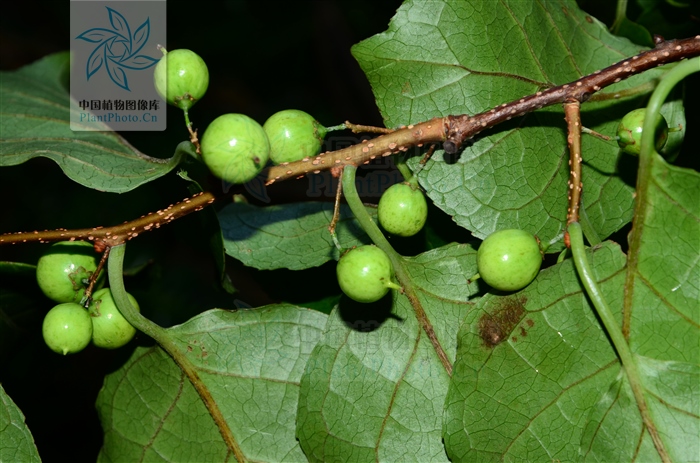 霜红藤治什么病,霜红藤介绍