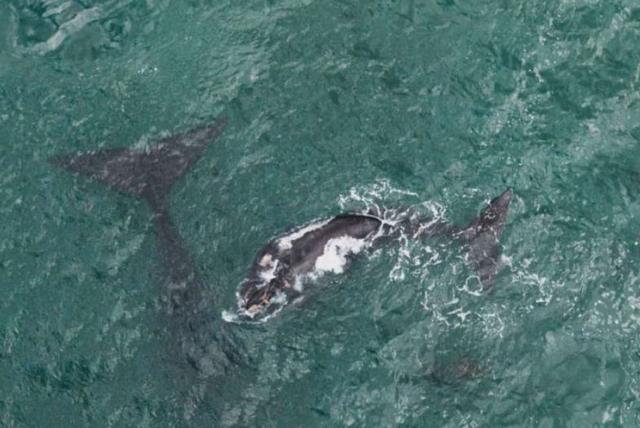 53天环游世界旅行,80天环游世界环游了哪几个国家