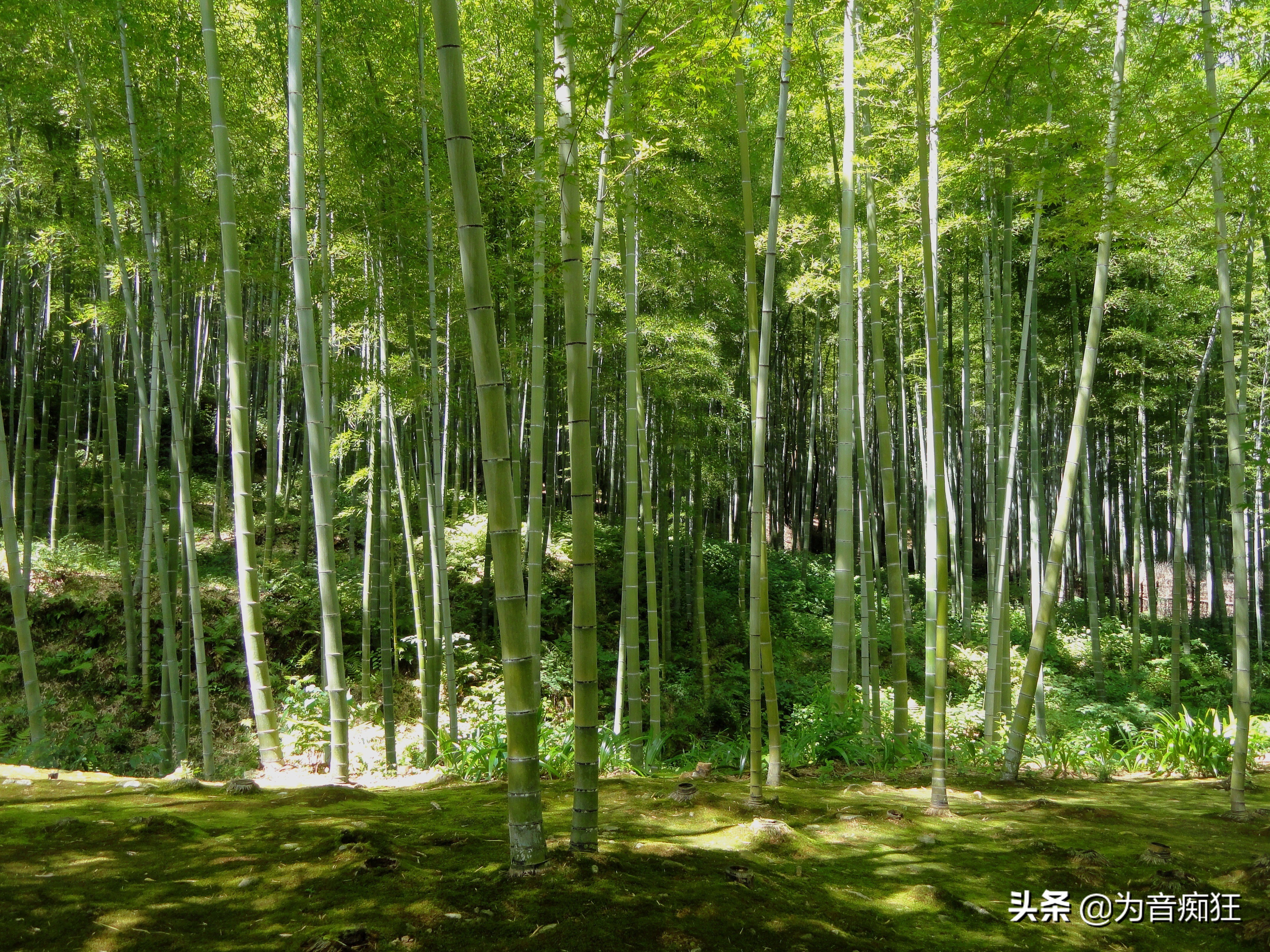 十首最好听的笛子曲谱,12首笛子曲曲谱