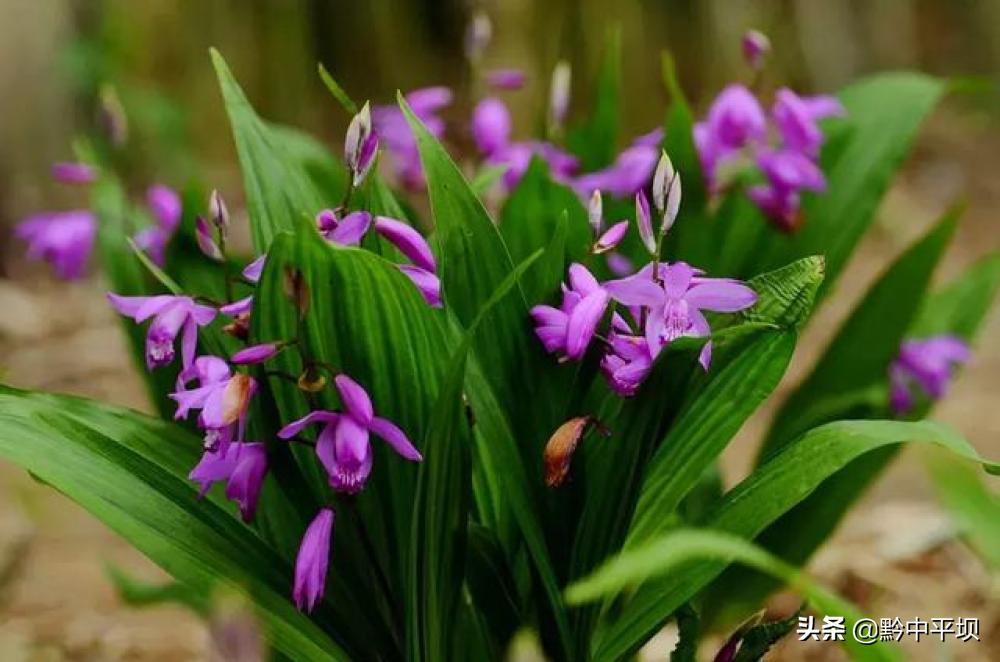 华春莹点赞贵州白及产业正向百亿级发展