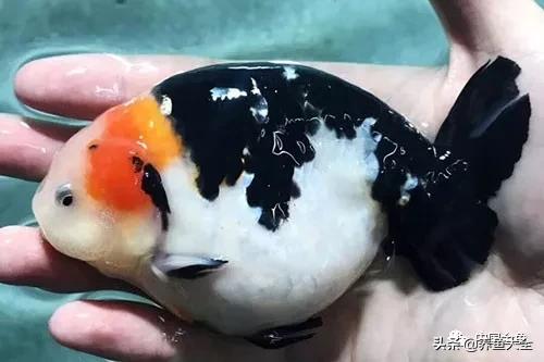 金鱼要怎样买才不会被坑,买金鱼的时候如何选才好