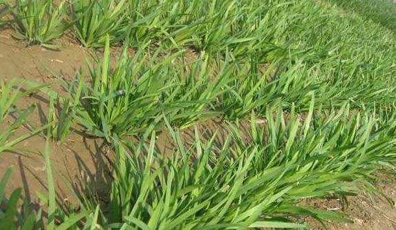 迟眼蕈蚊如何消灭,迟眼蕈蚊的发生与防治