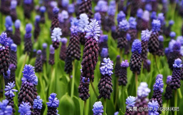 带你走进英国梦幻的薰衣草花田,薰衣草紫色的世界