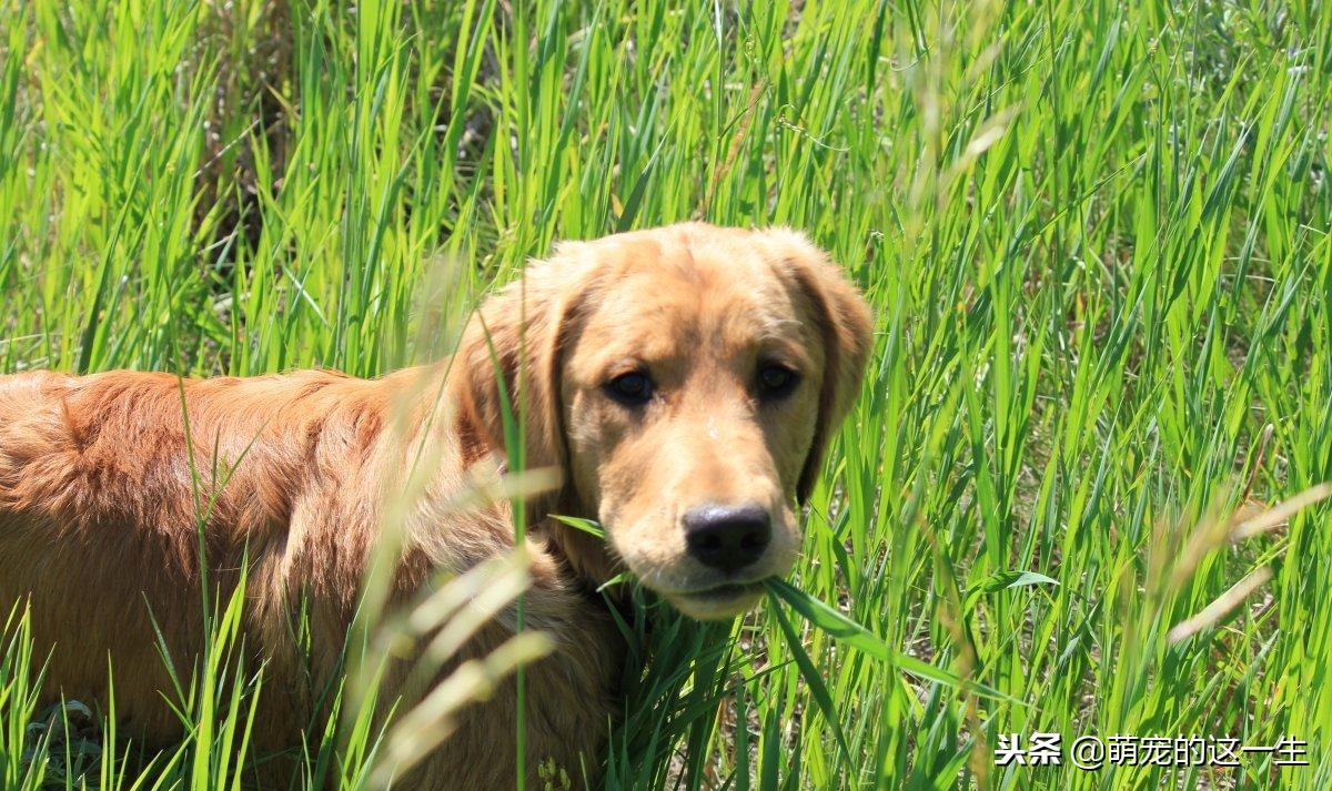 狗狗的几种叫声代表它讨厌你,狗狗的什么表现表示他很讨厌你