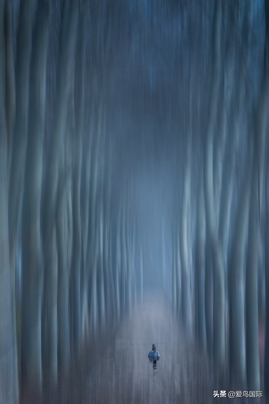 2020观鸟,观鸟大年影片