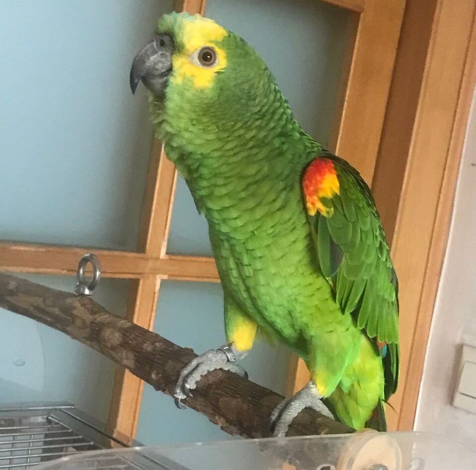 亚马逊鹦鹉为什么成了很多养鸟人得不到的鹦鹉梦？