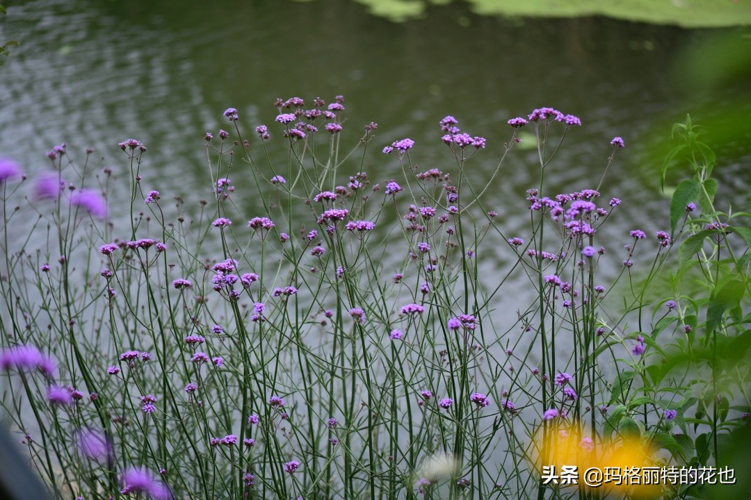 徒长花草怎样处理,徒长的树木怎么处理