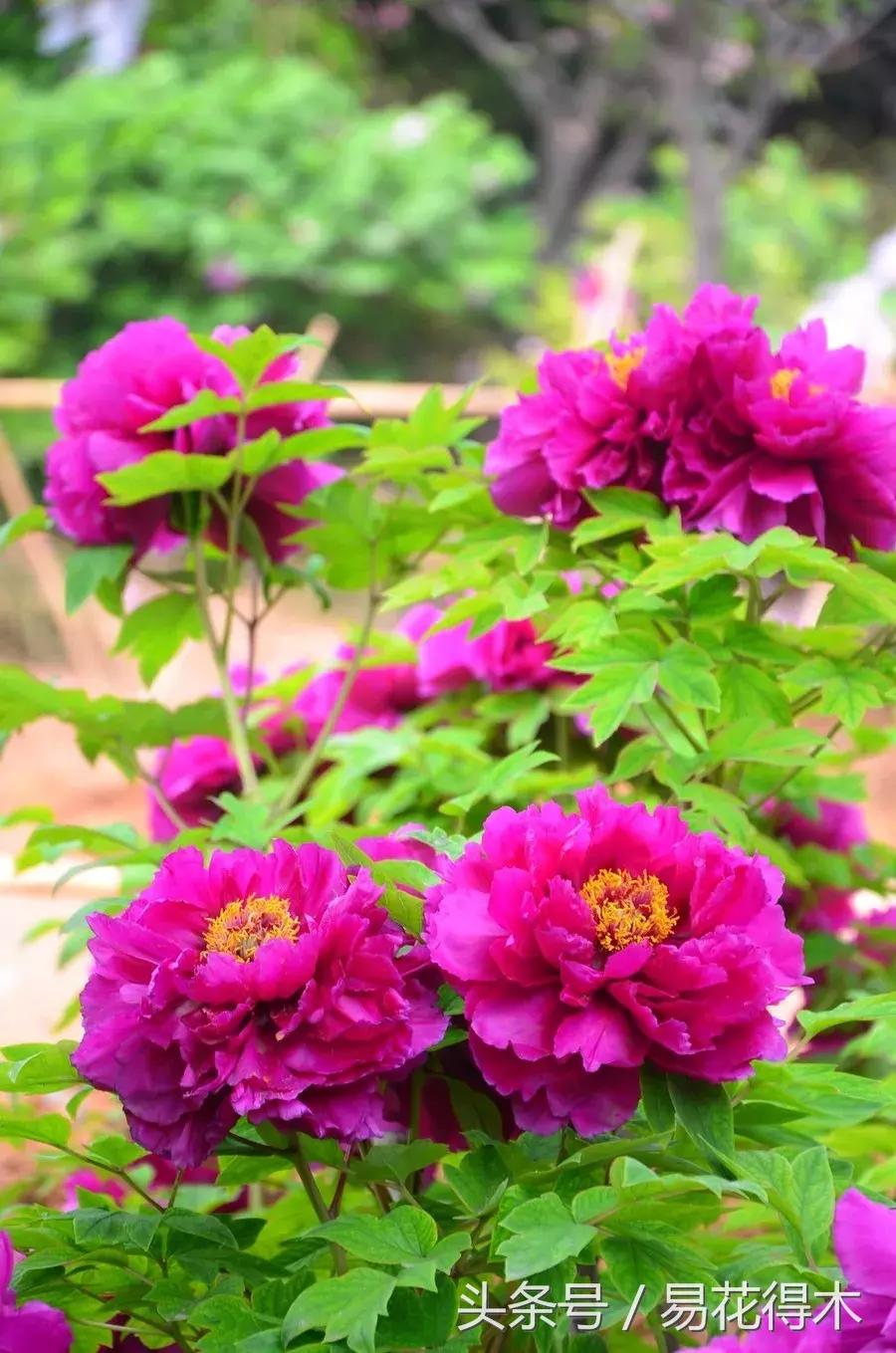 牡丹盆栽品种挑选,巴茨拉牡丹品种介绍