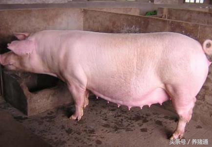 猪是如何人工授精的,猪的人工授精技术