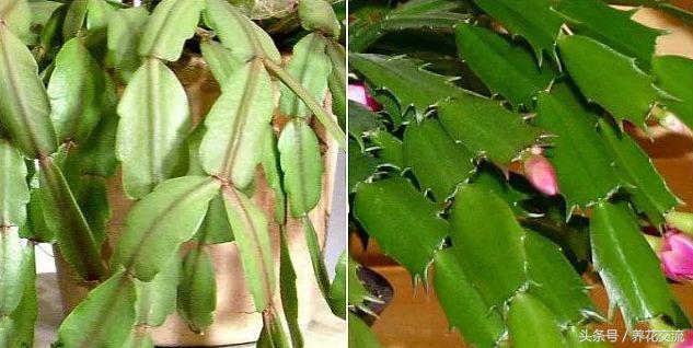 用什么土种蟹爪兰养护技巧,用什么方法养好蟹爪兰花