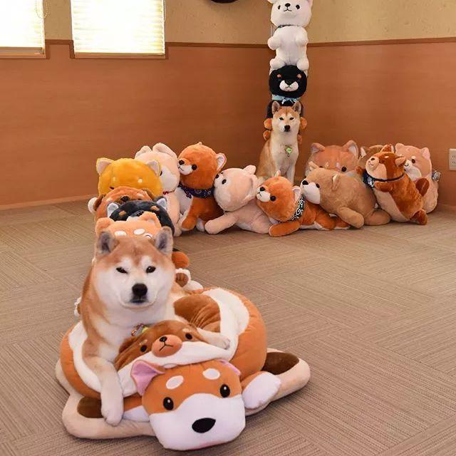 买了十多个柴犬布偶,结果发现自己家柴犬找不到了!