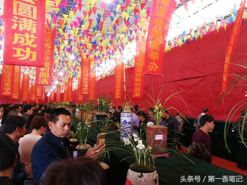 2020年云南兰花展获奖图片,2018年昆明兰花展精品图片