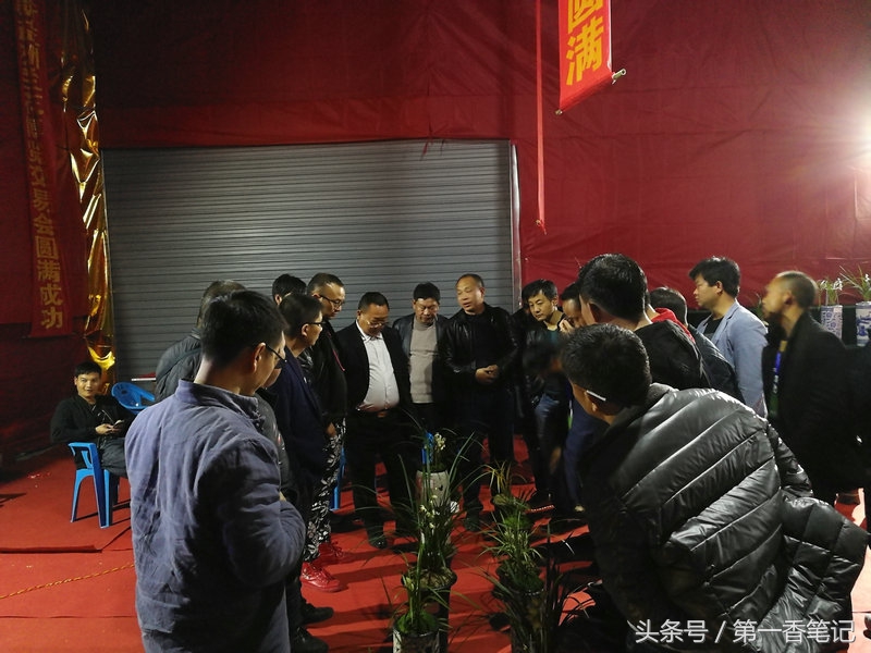 2018年昆明兰花展精品图片,云南兰花展作品欣赏