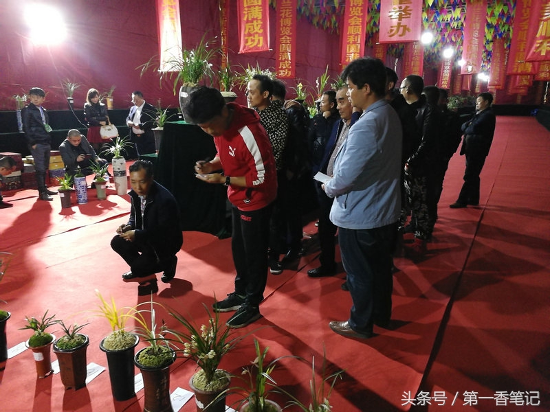 2020年云南兰花展获奖图片,2018年昆明兰花展精品图片