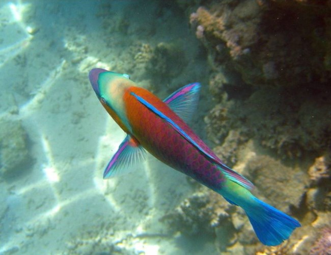 五彩缤纷绚丽多彩的观赏鱼,多彩缤纷的热带鱼图片
