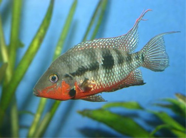 五彩缤纷绚丽多彩的观赏鱼,多彩缤纷的热带鱼图片