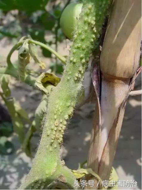 西红柿溃疡病这样防治，再得病别怨没和你说！