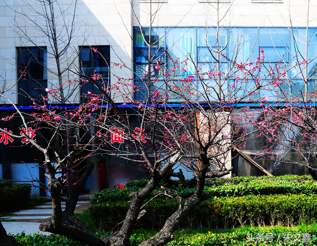 群雁高飞头雁领什么意思,群雁高飞