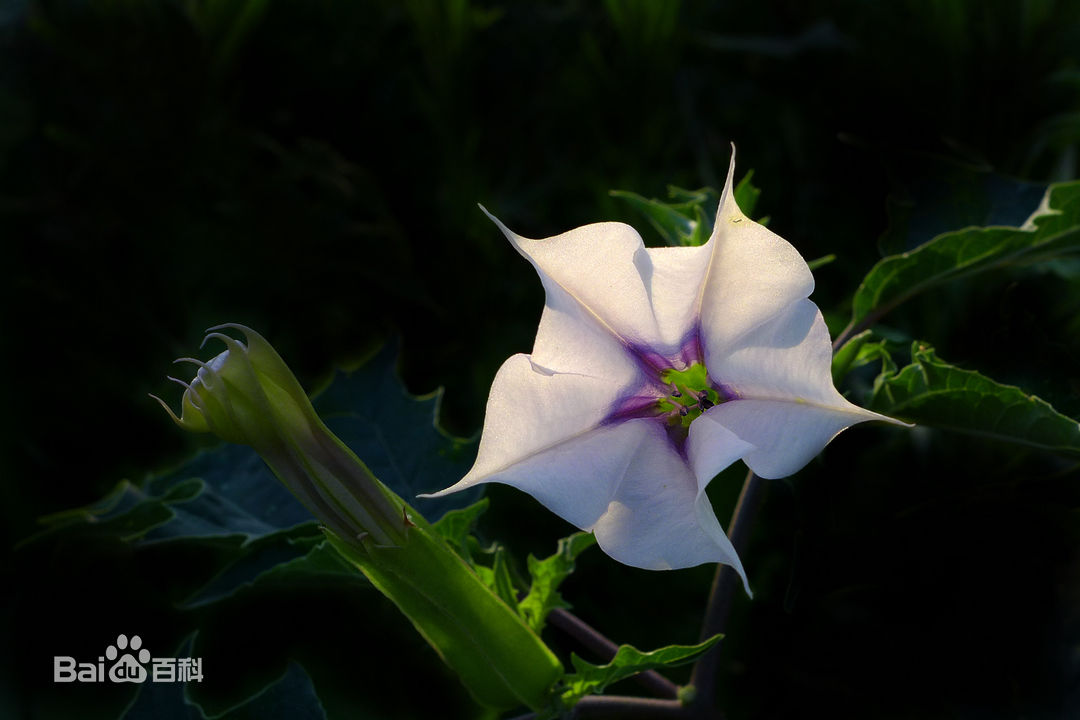 我们身边常见又叫不上名的植物,身边常见的中草药植物