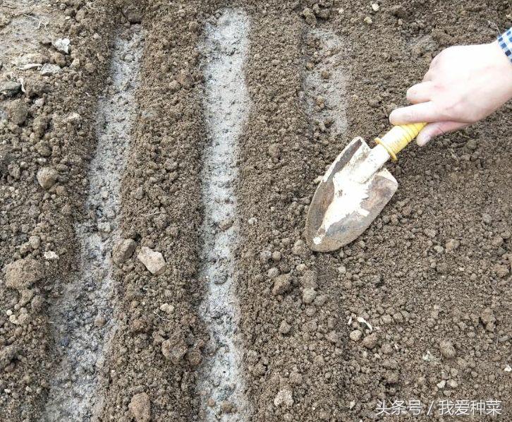 种菜的种植方法和技术,叶菜怎么种植最好