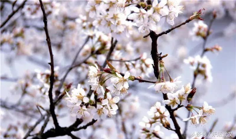 最近从武汉出发的特价机票,武汉旅游4天3晚团购价含机票