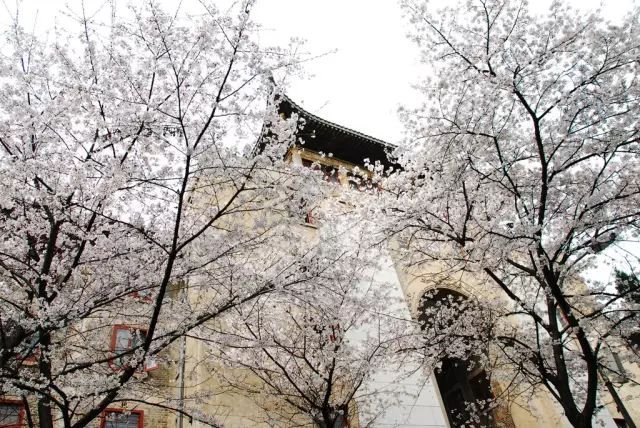 不用去日本不用去武汉就能看樱花,不用去日本就能看到日本风景