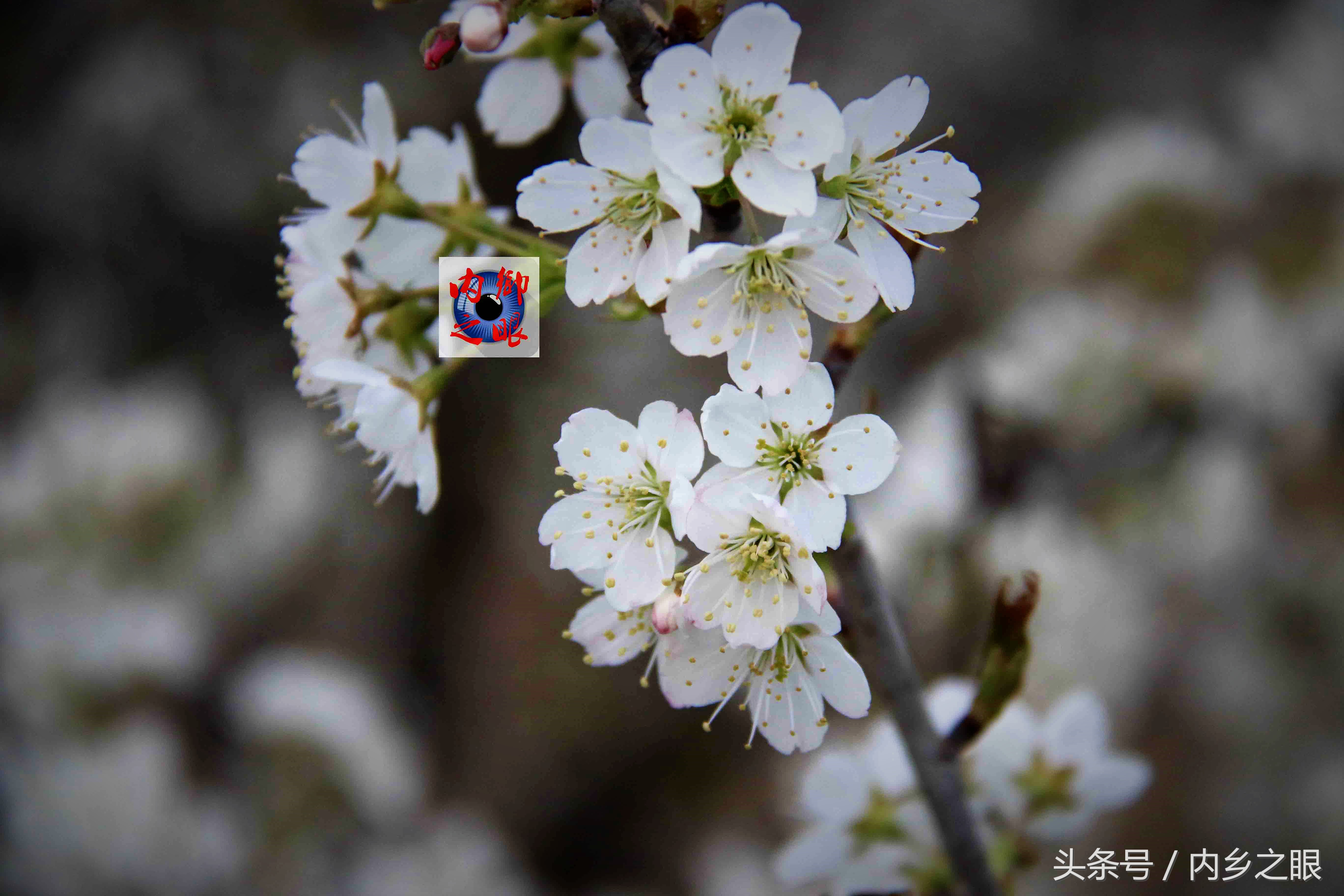 鍒版ū妗冩矡閲屾憳妯辨,鍐呬埂妯辨娌熸ū妗冪啛浜嗗悧