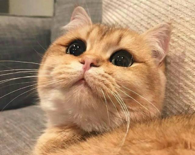 宠物种马尾的病因与治疗