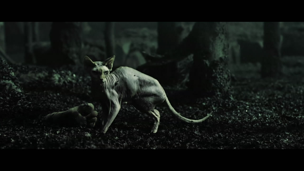 加拿大斯芬克斯无毛猫拿斧头,斯芬克斯猫被人们称为短脚猫