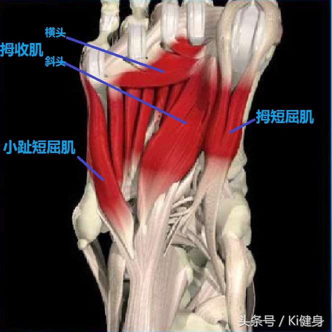 足部运动学解剖，总是莫名其妙疼还抽抽？（下篇）