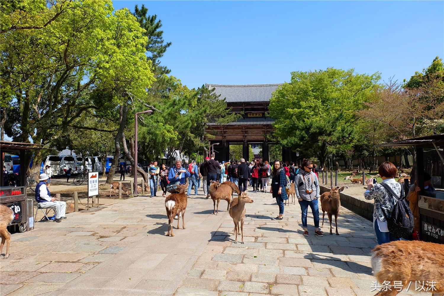 奈良公园喂小鹿视频,日本奈良公园喂小鹿