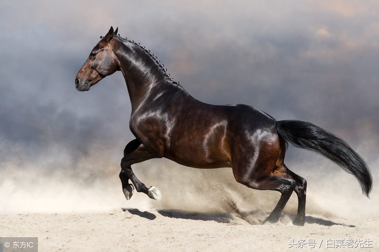 十二生肖之猴与鸡相配吗,十二生肖相配的姻缘表图