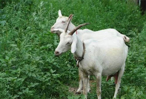 奶粉新政，让中小企业迎来了春天！