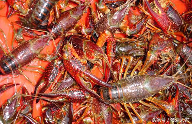 野河网箱养殖龙虾,目前大连海参网箱养殖前景