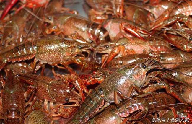 野河网箱养殖龙虾,目前大连海参网箱养殖前景