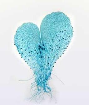 恐龙的名字和叫法,恐龙名称的来历