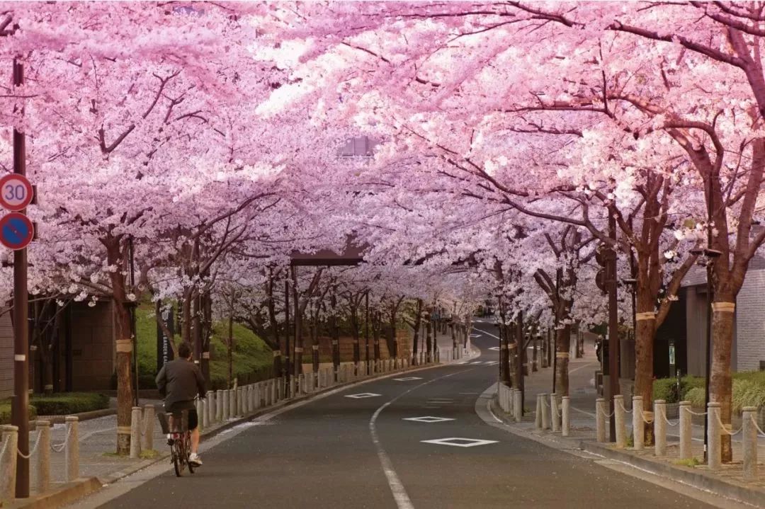 最美樱花季，国内外赏樱攻略在此！好看，好吃，好买！