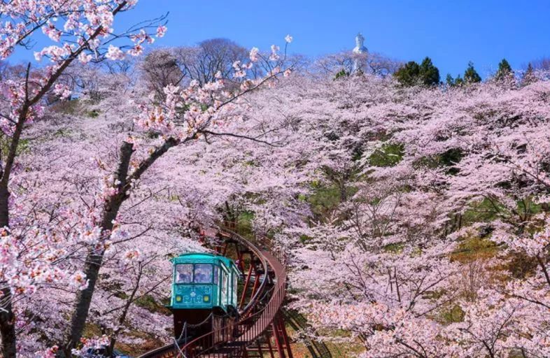 最美樱花季，国内外赏樱攻略在此！好看，好吃，好买！