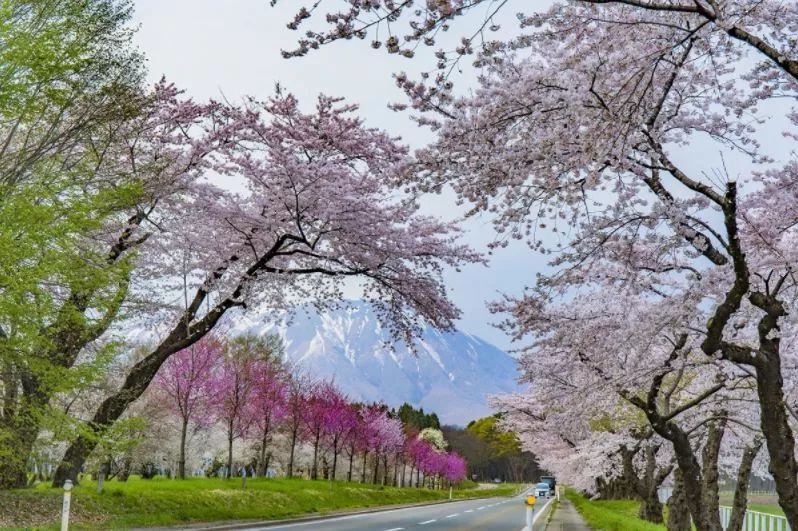 最美樱花季，国内外赏樱攻略在此！好看，好吃，好买！