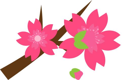 最美樱花季在哪里,南京赏樱大全带你去看最美樱花