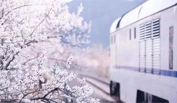 最美樱花季，国内外赏樱攻略在此！好看，好吃，好买！