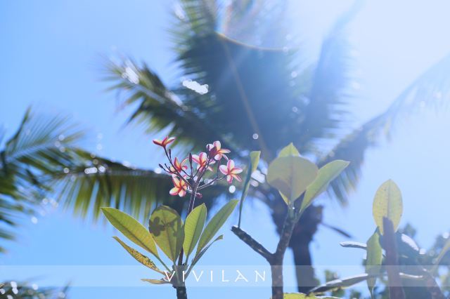 璀璨塞班：不止一抹蓝调的逐梦之旅