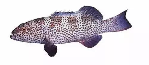 常见的大型海鲜鱼类有哪些,名贵海鲜鱼类大全